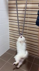 Shower Is Puppy's Sworn Enemy