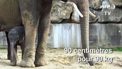 Un bébé éléphant est né au zoo de Schönbrunn à Vienne en Autriche