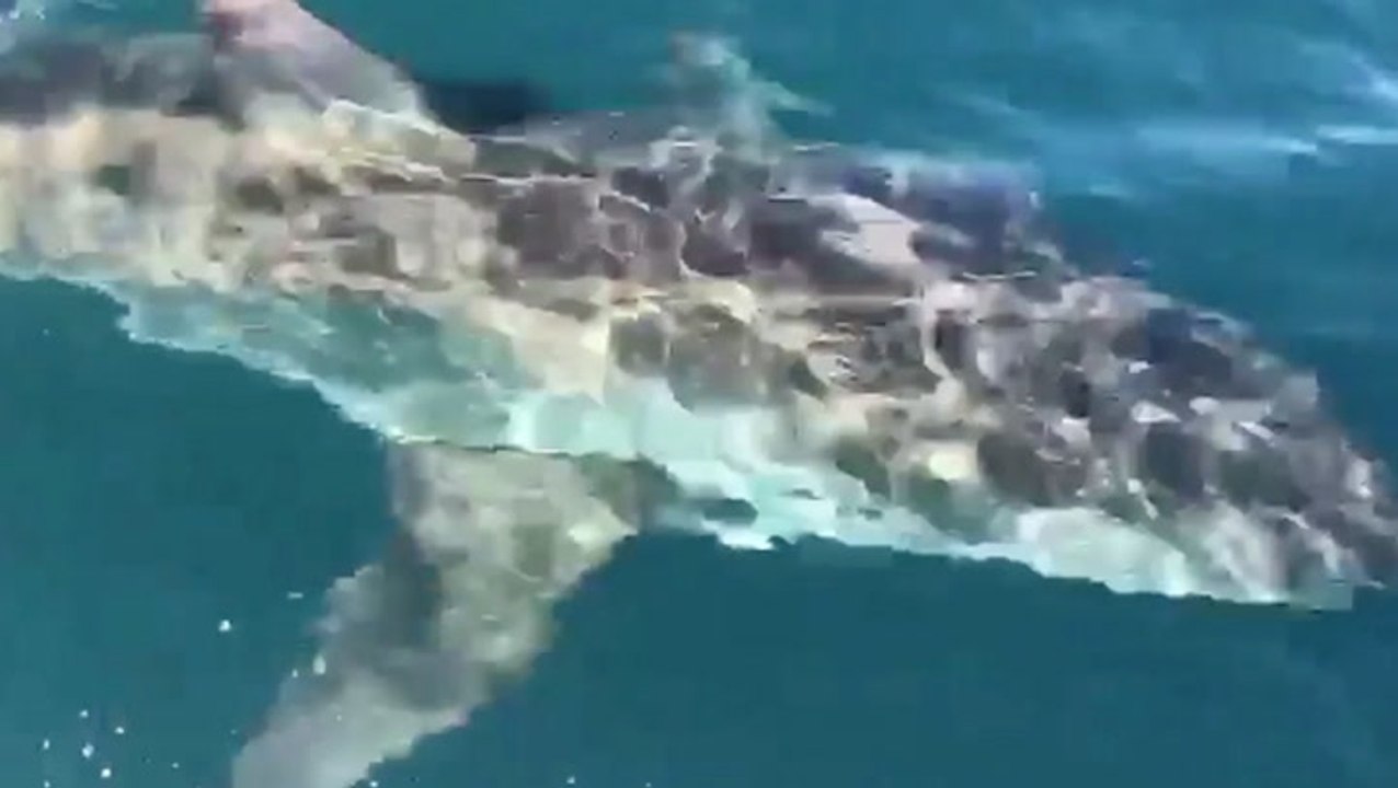 Great White Stops By To Say Hi