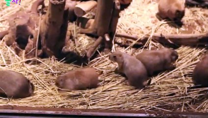 마포출장안마 -후불100%ョØ1ØA2997A5327｛카톡KC789｝ 마포전지역출장안마 마포오피걸 마포출장마사지 마포안마 마포출장마사지 마포콜걸샵≫√▼