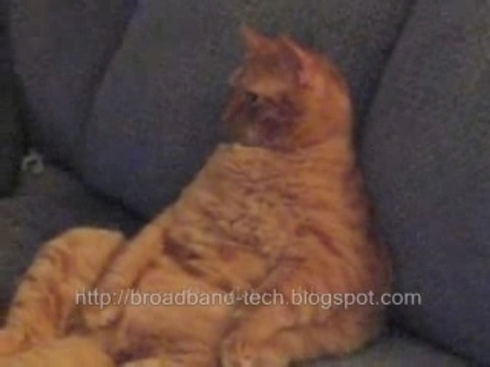 Real_Garfield_Watchng_TV