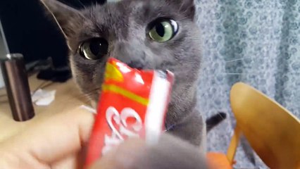 [Cat]챠오츄르 먹는 고양이 산이