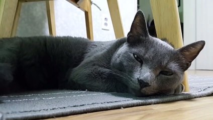 [Cat] 눈 뜨고 코고는 고양이 산이