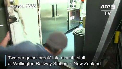 Penguins just want to have fun...and sushi