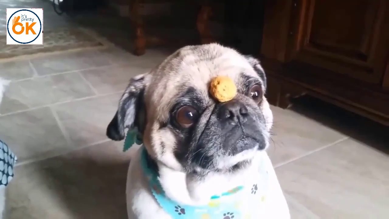 The most funny dog, cat, animal happening- There is no one who does not laugh at this video