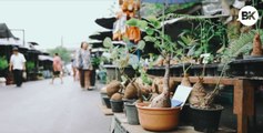 JJ Plant and Flower Market is an oasis for green thumbs in the heart of Bangkok