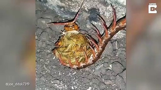 Accouchement d'un mille pattes affreux !