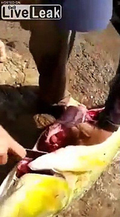 Une canette de bière dans un poisson ? Ce pêcheur l'a-t-il trouvée ou placée..