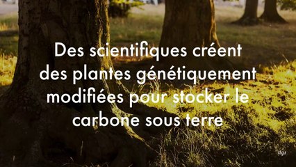 Des scientifiques créent des plantes génétiquement modifiées pour stocker le carbone sous terre