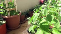 Evinin balkonunda organik sebze yetiştiriyor