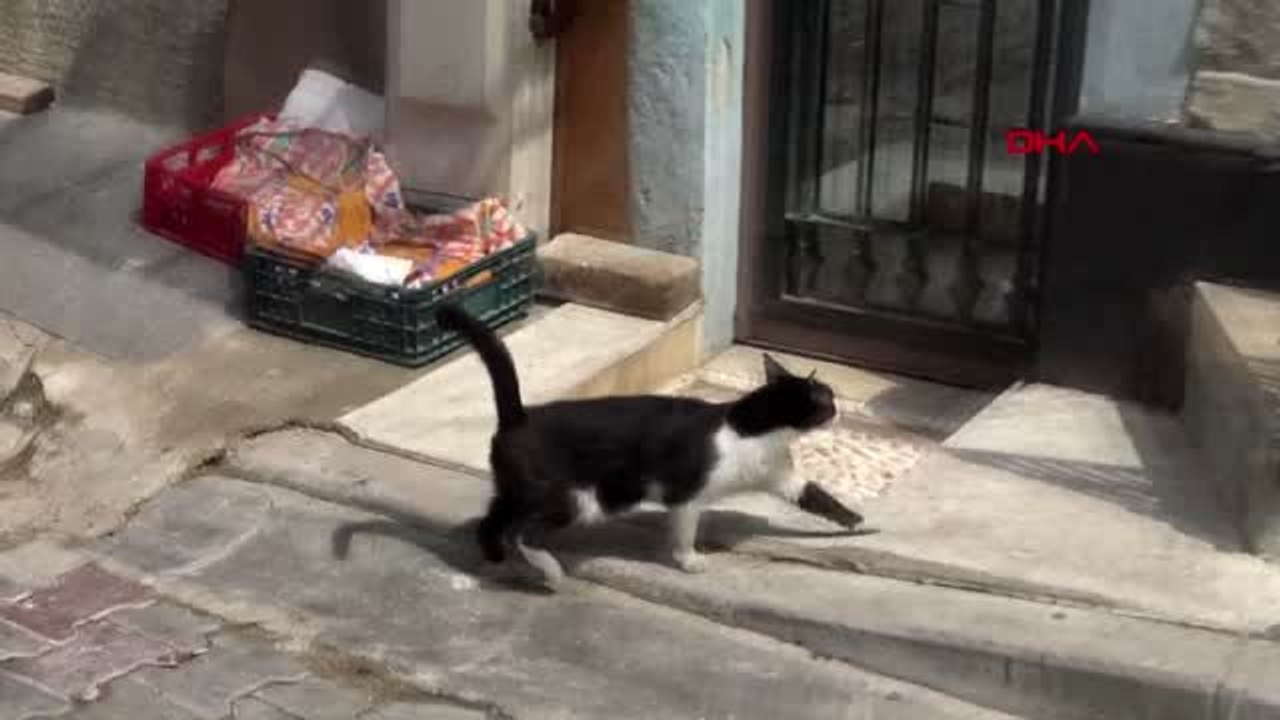 İZMİR KEDİ SEVGİSİ 'ENGEL' TANIMIYOR