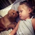 Adorable Puppy Gently Tries to Wake Up Her Sleeping Owner