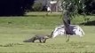 Crane Blocks Alligator From Nest on Golf Course