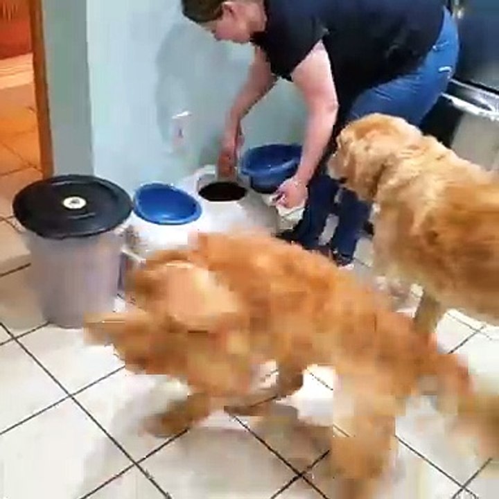 Dog Waiting for Food Frantically Chases Own Tail