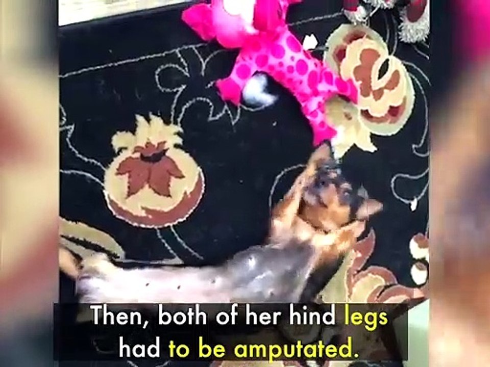 Dog Walks Around On Two Legs