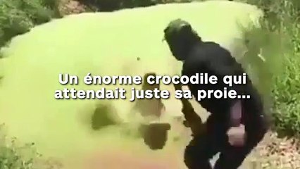 Un énorme crocodile qui attendait juste sa proie...