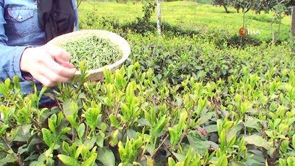 Bu çay Anzer Balı'ndan pahalı