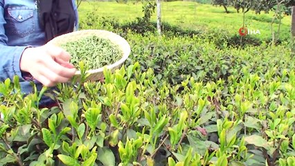 Bu Çay Anzer Balı'ndan Pahalı! Beyaz Çay Gram ile Satılıyor