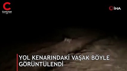 Sivas'ta yol kenarında görüntülendi... Kendini gizlemeye çalıştı