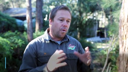 Toxic toads found near Sydney spark fears of southward spread