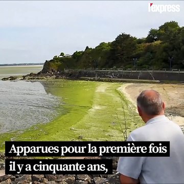 Les algues vertes de retour en Bretagne