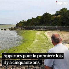 Les algues vertes de retour en Bretagne