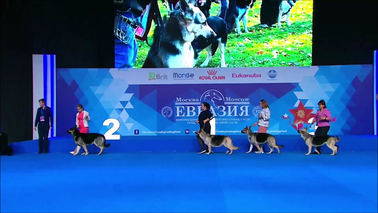 Best Guard Dogs Parade (5 Guard Dog Breeds at Russian Dog Show)