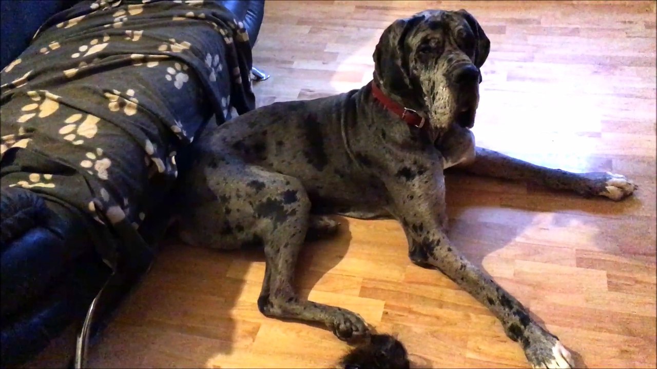 Horny Mini Doxie is Full of Love for Great Dane