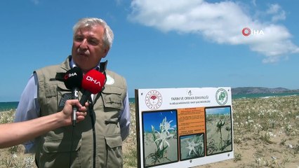 Bu bitkiyi koparmanın cezası 60 bin lira