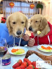 1001 clips Funny and muddy moments P35