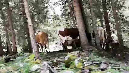 Lazio, direzione pranzo di Radu