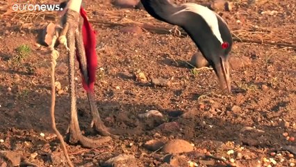 شاهد كيف يصطاد الأفغان طائر الكركي