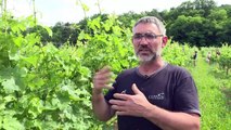 Vin de paille: la Corrèze veut se faire une place avec le Jura