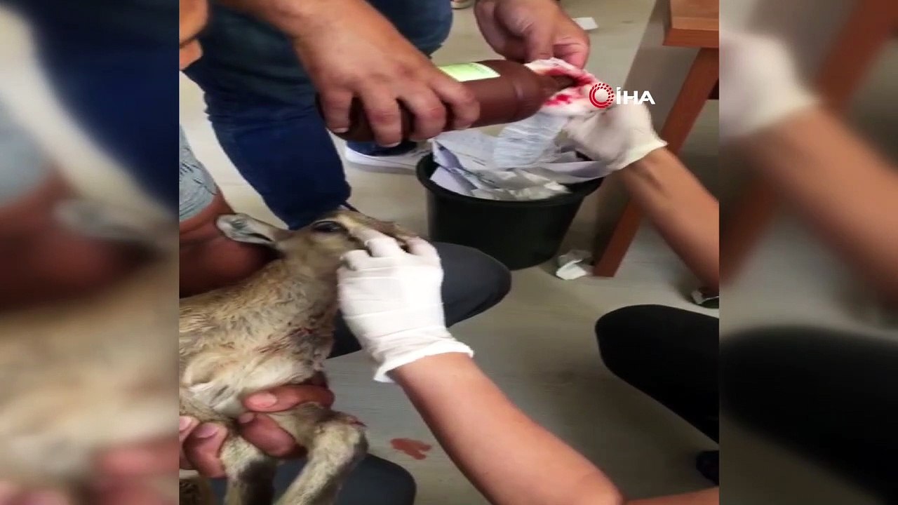 Yavru dağ keçisi güvenlik korucusu tarafından kurtarıldı