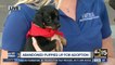 Abandoned puppies up for adoption at Arizona Humane Society