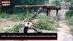 Pékin : Des touristes jettent des pierres sur un panda pour le réveiller (Vidéo)