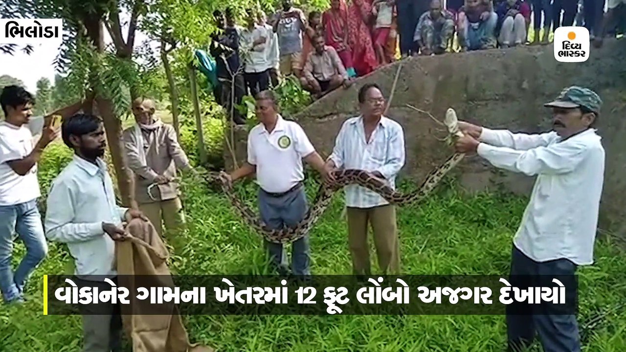 વાંકાનેર ગામના ખેતરમાં 12 ફૂટ લાંબો અજગર દેખાયો...