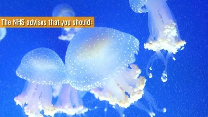 Environment_Here's what to do if you are stung by jellyfish