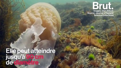 Une méduse géante observée dans la Manche