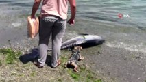 90 kiloluk orkinos sahile vurdu
