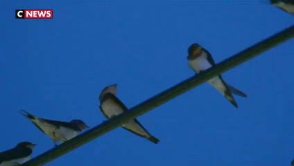 Chine : des milliers d’hirondelles en pleine ville