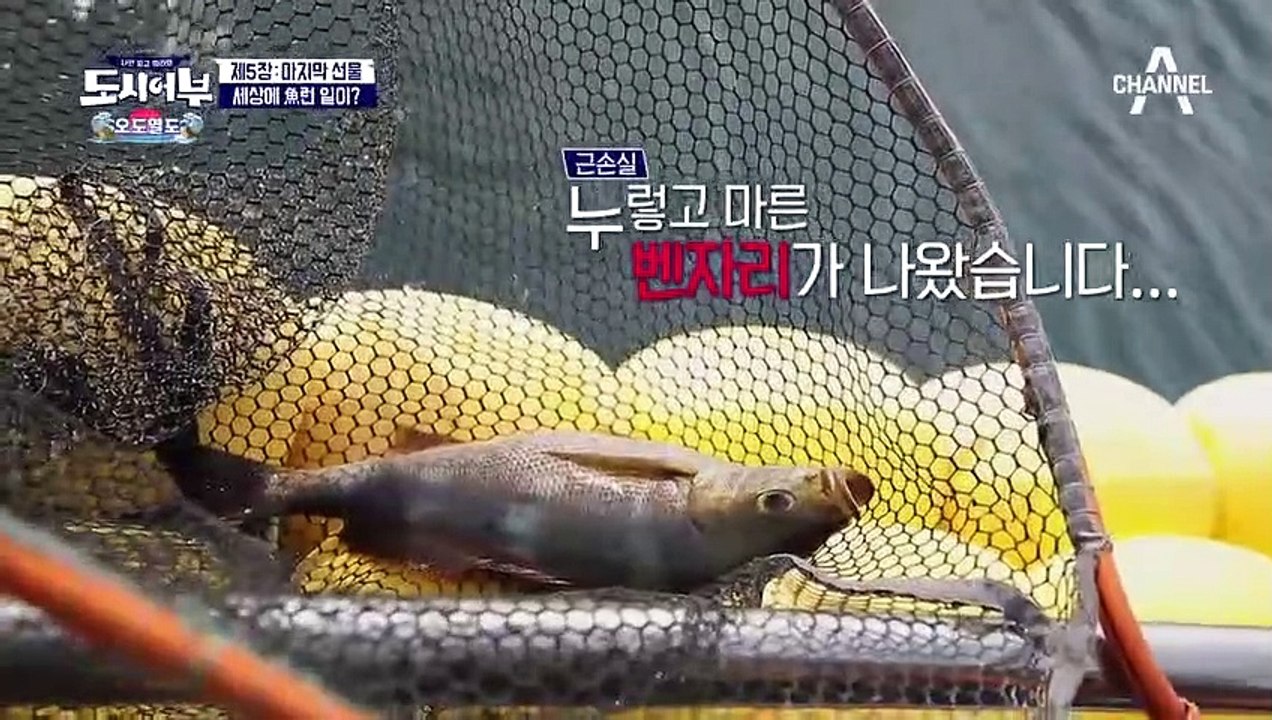 '세상에 魚런 일이' 고기가 바뀌었다?! 벵에돔을 보냈는데 왜 벤자리가 올라오냐고...