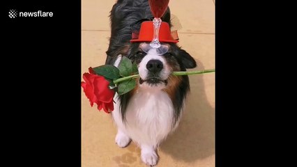 Romantic pup brings chalice of red wine and rose to owner