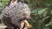 Rare Albino Porcupine Spotted On Museum Lawn Goes Viral