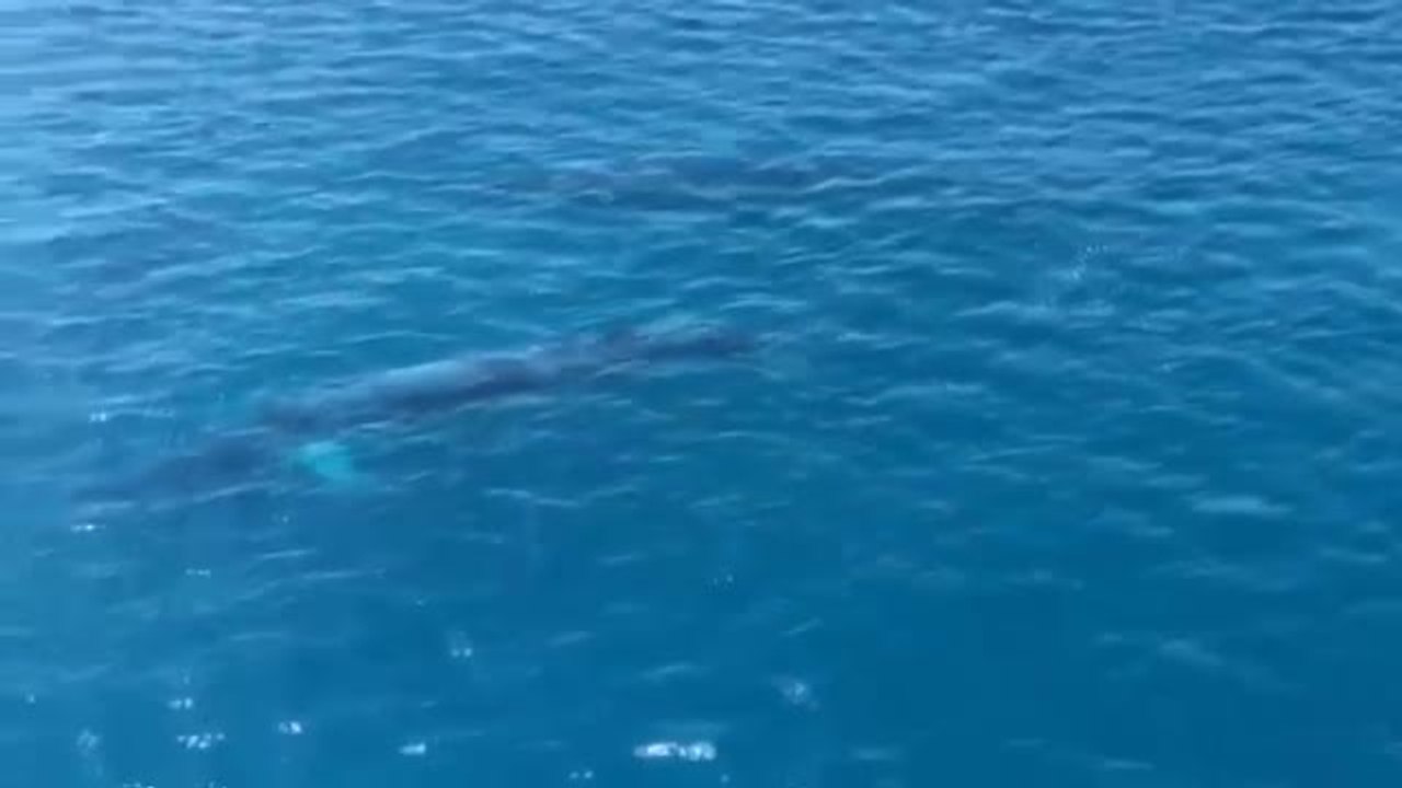Avistan a cuatro ballenas rorcuales frente a la costa de Jávea