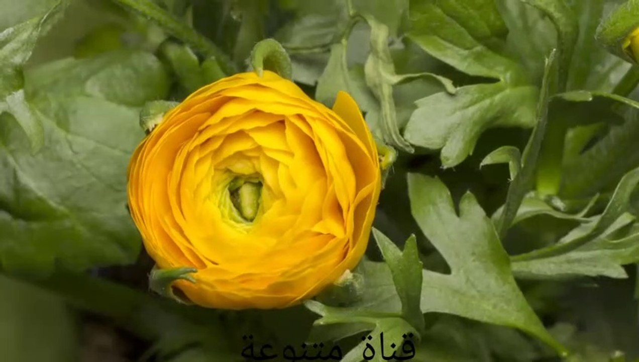 تفتح الازهار مشهد رائع