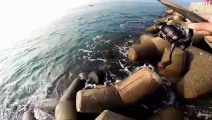 Cuttlefish fishing in korea (삼천포 갑오징어낚시)