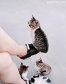 Ces chatons ne vont jamais loin de leur maman. Trop cute !