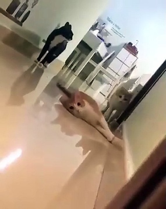 Quand on joue à cache-cache avec ses chats, voici ce que ça donne. Trop marrant !