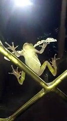 Une grenouille bien trop gourmande se retrouve avec un papillon énorme dans la bouche